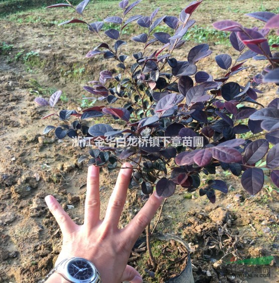 紅花繼木杯苗紅花繼木價(jià)格紅花繼木產(chǎn)地紅花繼木批發(fā)紅花繼木色塊
