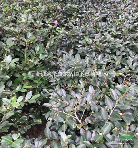 浙江茶梅大杯苗基地,金華茶梅價格產地批發(fā)價色塊苗工程苗容器苗