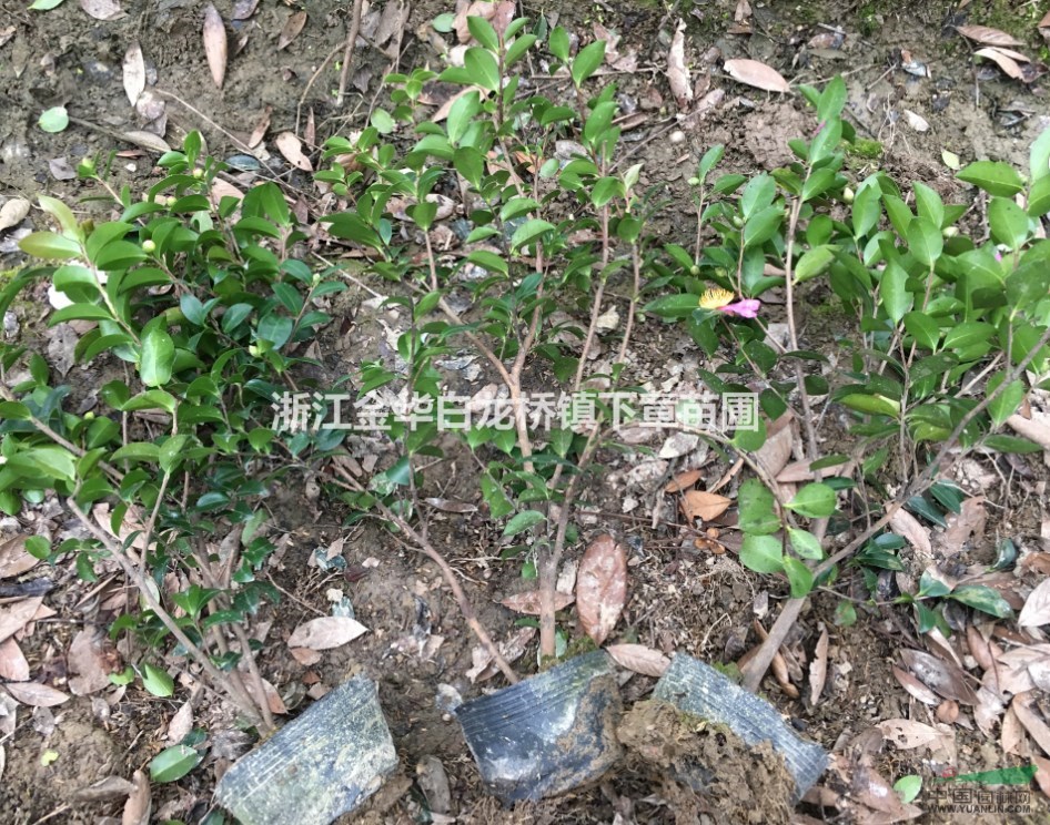 浙江茶梅大杯苗基地,金華茶梅價格產地批發(fā)價色塊苗工程苗容器苗