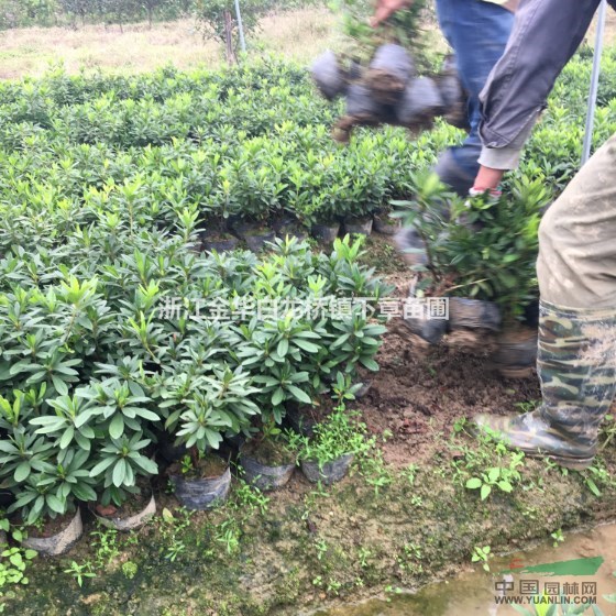 浙江杜鵑杯苗杜鵑價格杜鵑花產(chǎn)地杜鵑批發(fā)杜鵑色塊苗杜鵑工程容器