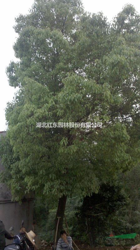 湖北紅東遠(yuǎn)大量供應(yīng)湖北精品香樟丨移栽香樟