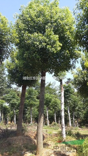 湖北紅東園林供應(yīng)湖北骨架香樟丨移栽香樟