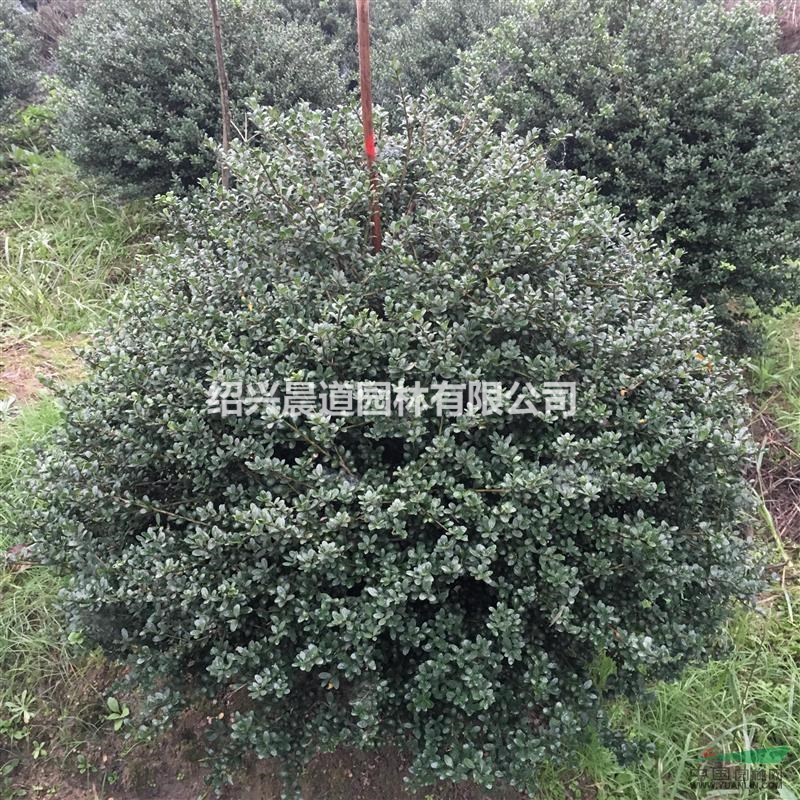 紹興  龜甲冬青球