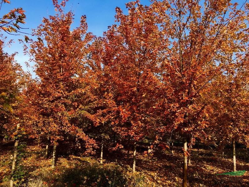 山東供應(yīng)紅點(diǎn)紅楓小苗