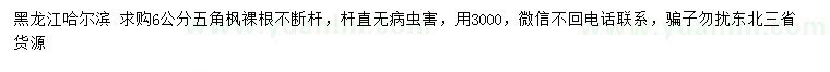 求購6公分五角楓
