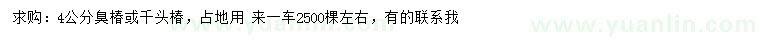 求購4公分臭椿、千頭椿