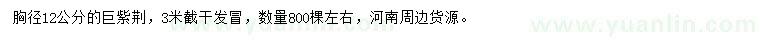 求購胸徑12公分巨紫荊