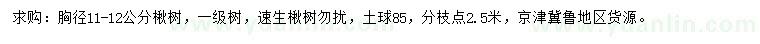 求購胸徑11-12公分楸樹