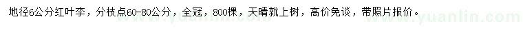 求購(gòu)地徑6公分紅葉李