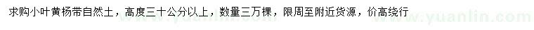 求購高度30公分以上小葉黃楊