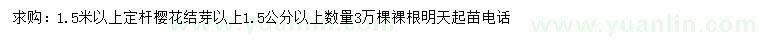求購1.5米以上櫻花