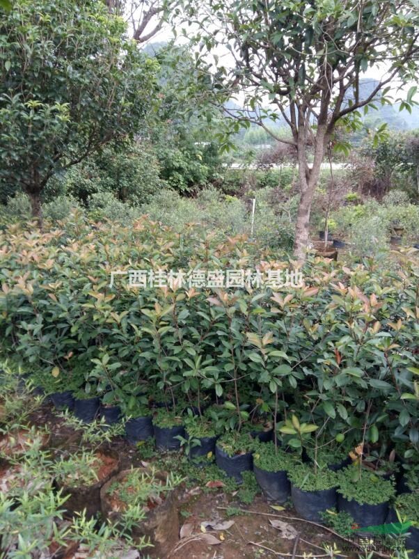 廣西紅葉石楠營養(yǎng)杯苗,廣西桂林紅葉石楠杯苗價格優(yōu)惠