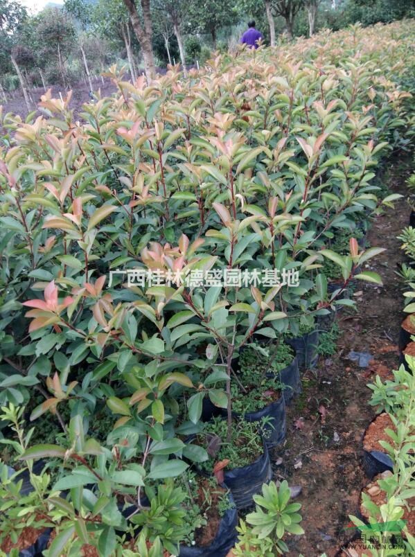 廣西紅葉石楠營養(yǎng)杯苗,廣西桂林紅葉石楠杯苗價格優(yōu)惠