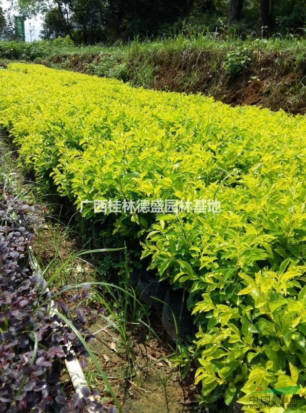 廣西黃素梅營(yíng)養(yǎng)杯苗大量低價(jià)供應(yīng),桂林黃素梅價(jià)格優(yōu)惠