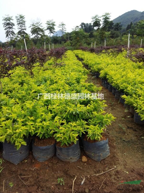 廣西黃素梅營(yíng)養(yǎng)杯苗大量低價(jià)供應(yīng),桂林黃素梅價(jià)格優(yōu)惠