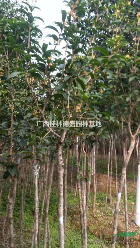 廣西桂林桂花種植基地,桂花苗大量低價供應(yīng)