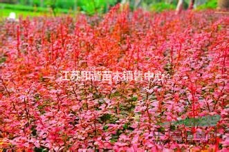30公分高紫葉小檗價格