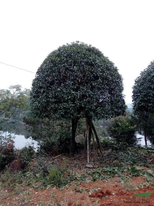 浙江林城红子苗木基地提供桂花树