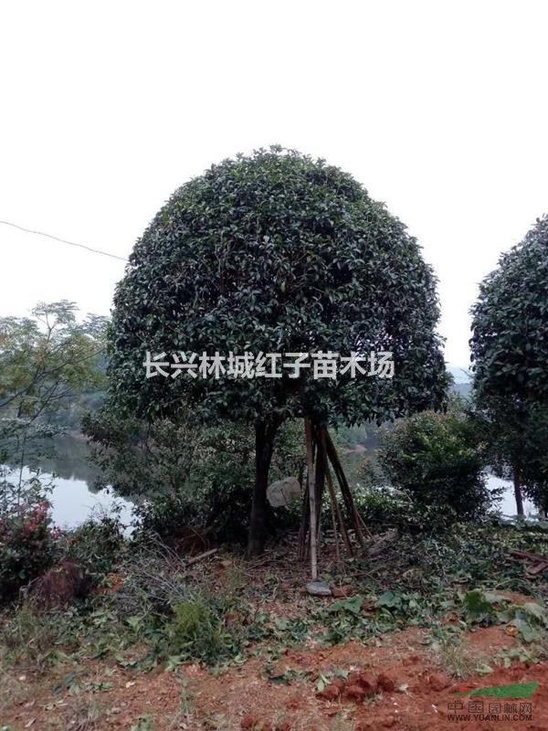茶花