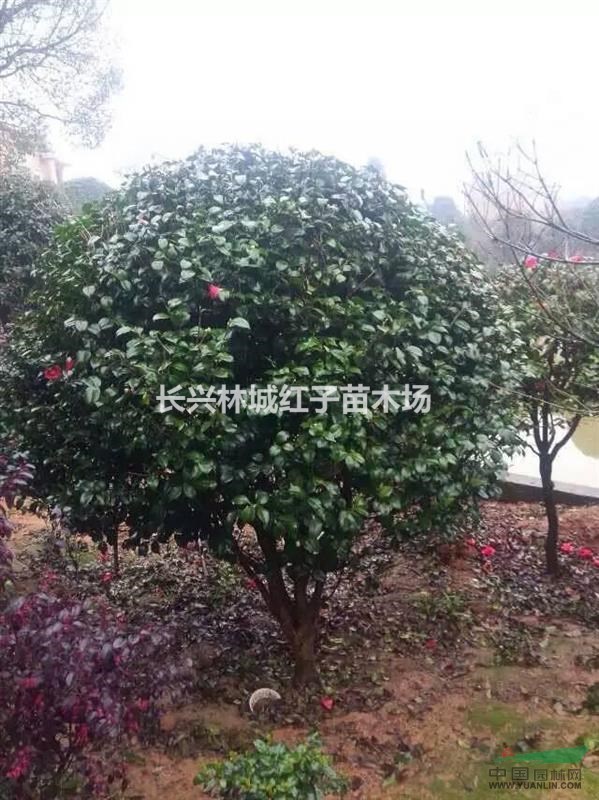 茶花