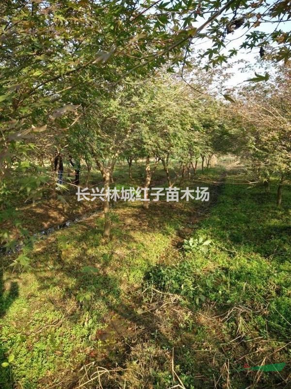 红枫