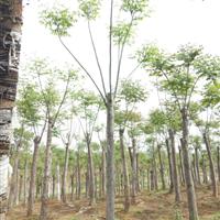 湖北紅東園林大量供應(yīng)湖北欒樹