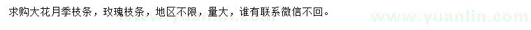 求購大花月季枝條、玫瑰枝條