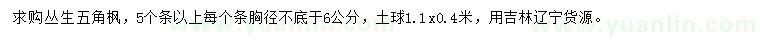 求購(gòu)叢生五角楓