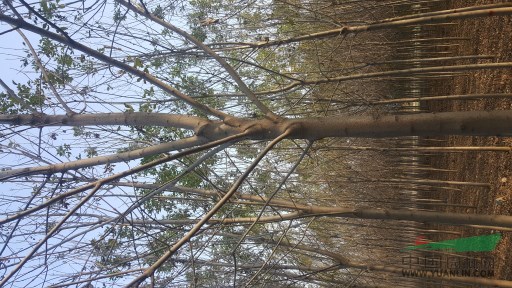 本基地现出售5-12公分速生白蜡及速生法桐5-15公分，1-