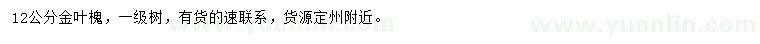 求購12公分金葉槐