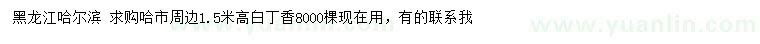 求購高1.5米白丁香