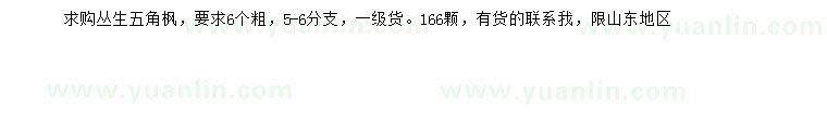 求購叢生五角楓