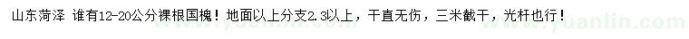 求購(gòu)12-20公分國(guó)槐
