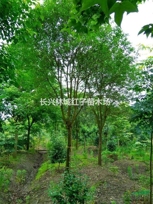 长兴女贞树