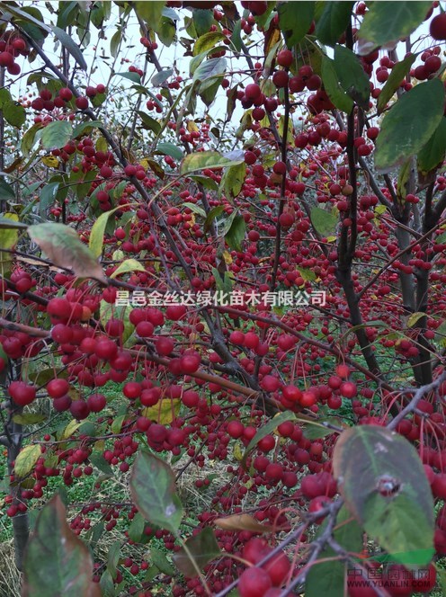 潍坊昌邑金丝达绿化冬季北美海棠部分挂果美景