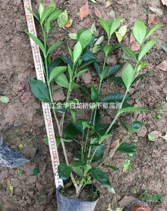 大葉梔子苗大葉梔子小苗大葉梔子容器苗大葉梔子杯苗大葉梔子花