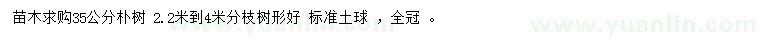 求購35公分樸樹