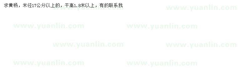 求購米徑17公分以上黃楊