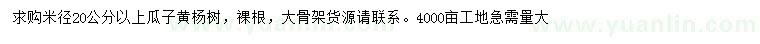 求購米徑20公分以上瓜子黃楊樹