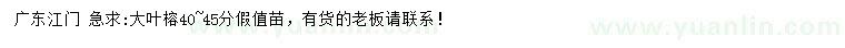 求購40-45公分大葉榕假值苗