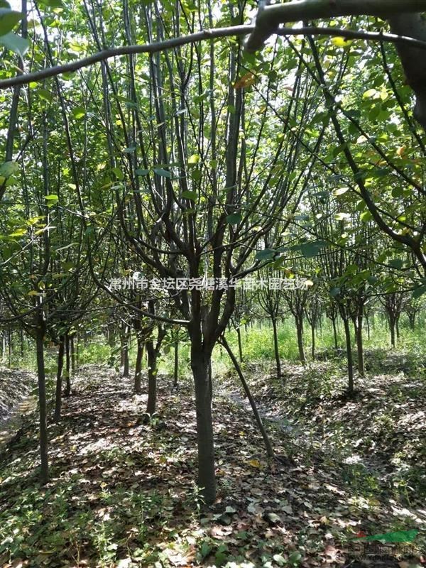 【常州西府海棠苗圃基地】江苏西府海棠产地直销供应价格