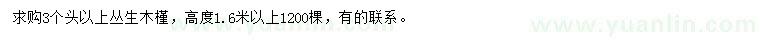 求購(gòu)高度1.6米以上叢生木槿