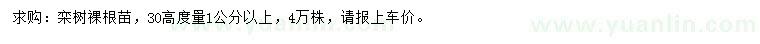 求購30量1-2公分欒樹