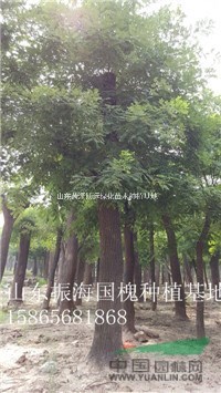 15公分國(guó)槐今年的價(jià)格行情