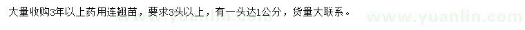 求購3年以上連翹苗