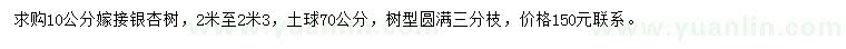 求購10公分嫁接銀杏樹(shù)