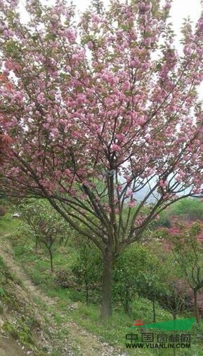 浙江櫻花2信息