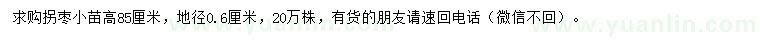 求購高85公分拐棗小苗