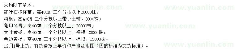 求購紅葉石楠、海桐、龜甲冬青等