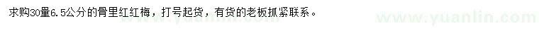 求購30量6.5公分骨里紅紅梅